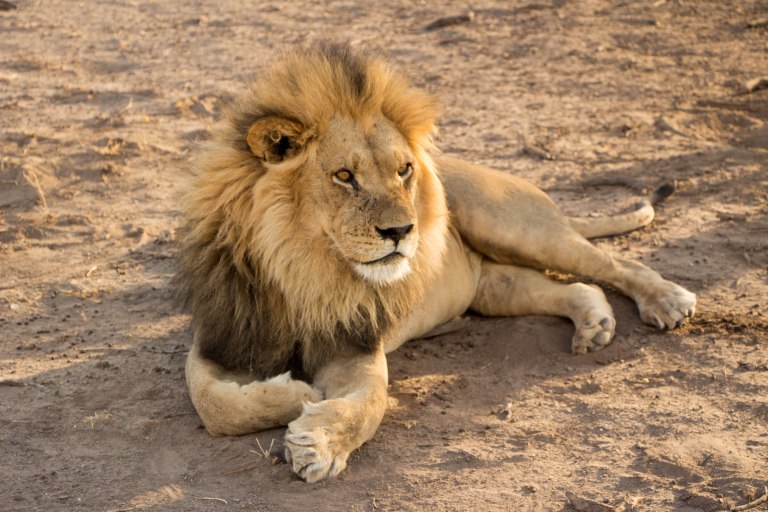 Botswana -A black-maned Kalahari lion rests in the shade - P Worthington-6122