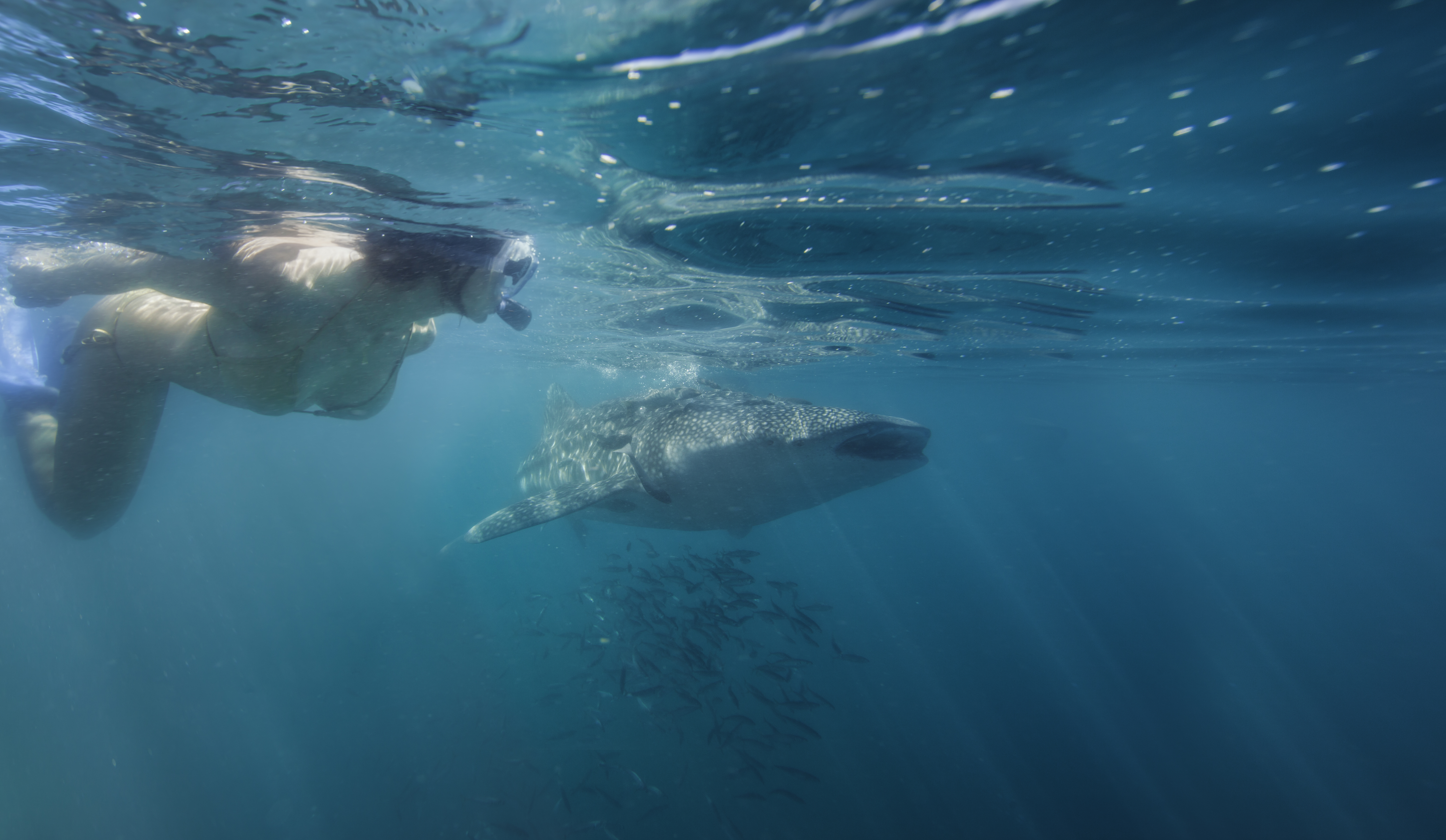 Snorkeling - Whale Sharks- care of Tourism La Paz